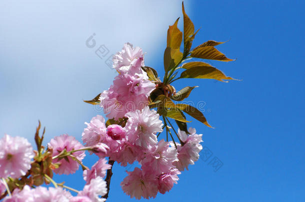 美丽的开花盛开花儿樱桃