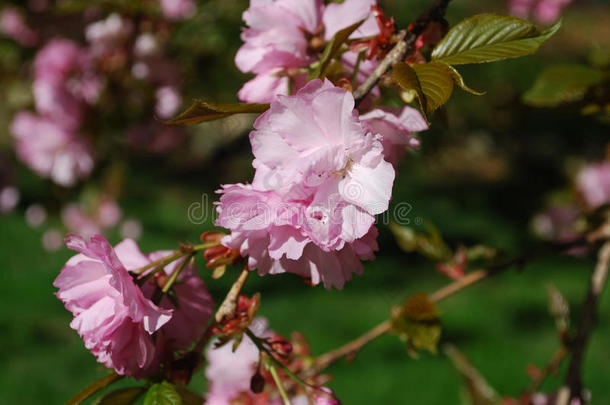 美丽的粉红色樱桃树在华盛顿特区