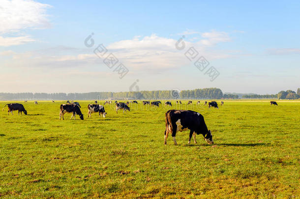 黑白斑点牛在一片大草地上放牧