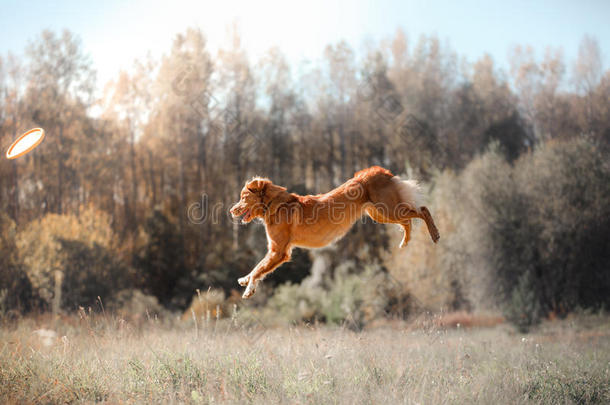 狗杰克罗素猎犬和新星斯科蒂亚鸭子鸣叫猎犬跳过树叶