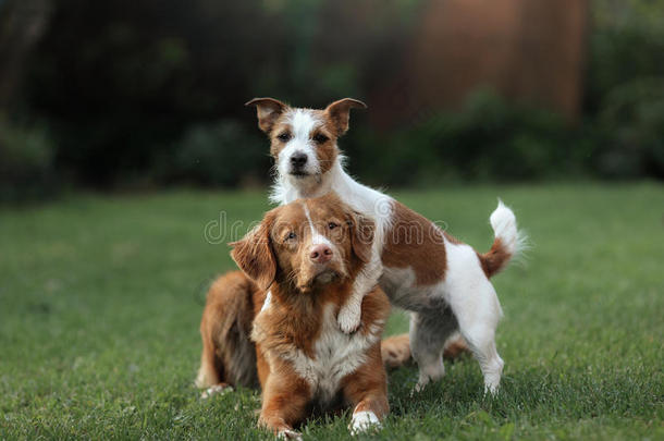 狗杰克罗素猎犬和狗新星斯科蒂亚鸭子<strong>鸣叫</strong>猎犬，互相拥抱