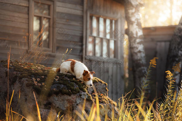 狗杰克罗素猎犬躺在村子里的石头上