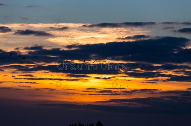 夕阳飞鸟