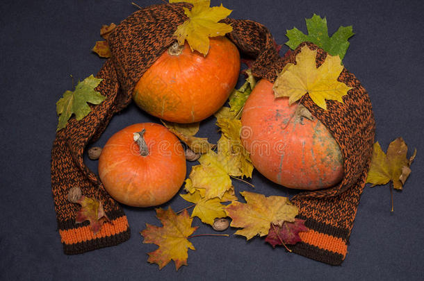 秋天的树叶，温暖的围巾和南瓜。