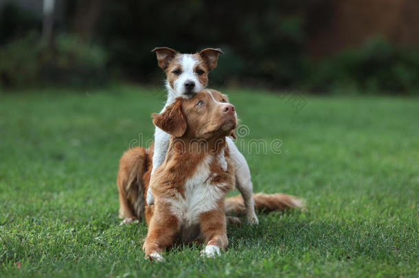 狗杰克罗素猎犬和狗新星斯科蒂亚鸭子鸣叫猎犬，互相拥抱