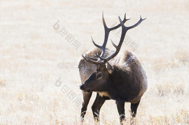 科罗拉多州洛基<strong>山国</strong>家公园的麋鹿