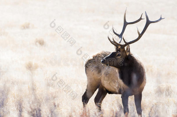 科罗拉多州洛基<strong>山国</strong>家公园的麋鹿