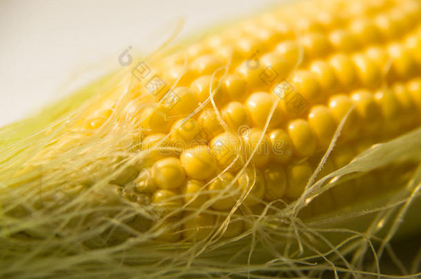 商品玉米粮食谷物内核
