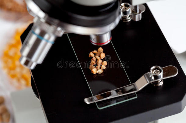 食品实验室显微镜载玻片上的荞麦