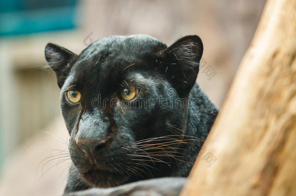 黑豹，泰国动物园的黑豹，动物，野生动物。