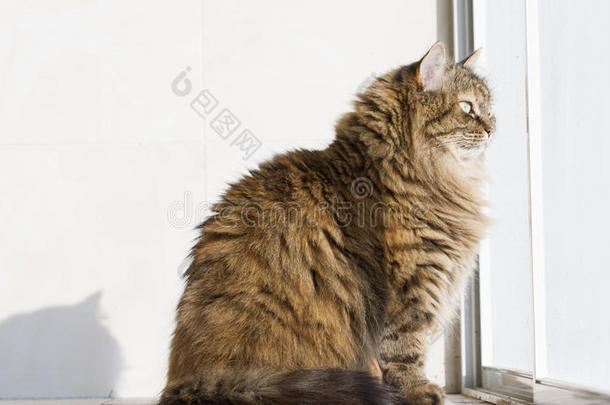 毛茸茸的棕色西伯利亚猫在花园里的窗户