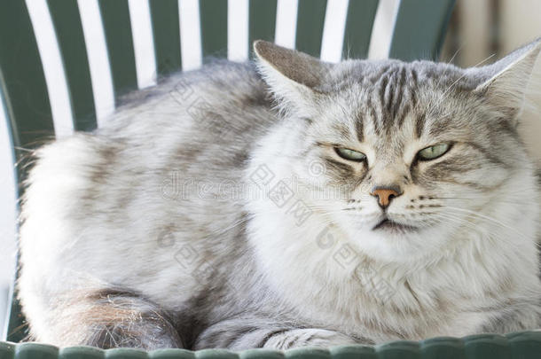 花园里毛茸茸的银色西伯利亚猫