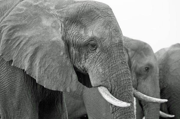 关闭大象的头部和黑色和白色的象牙