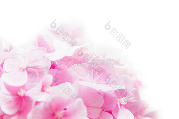 花团<strong>锦簇</strong>-粉红色的花在白色的背景上。