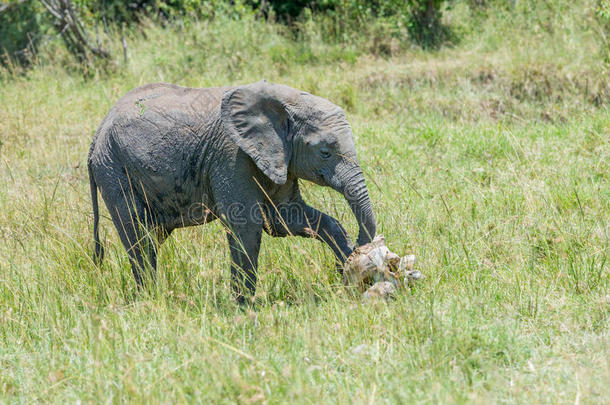 非洲小象向大象头骨致敬