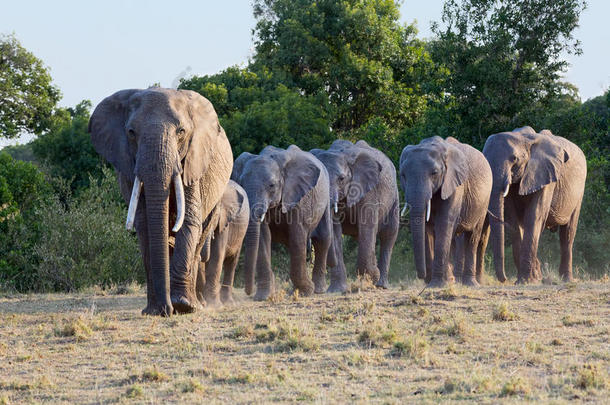 非洲大象排队走到水里