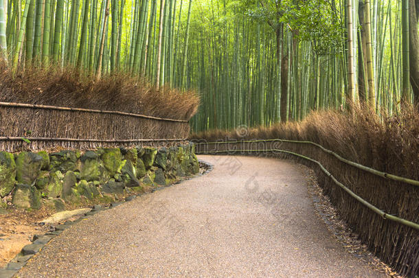 荒山竹林