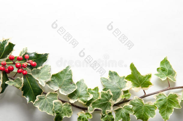 节日的冬青和常春藤叶子与浆果分离在一个