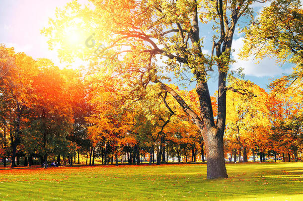 秋天五彩缤纷的风景在阳光明媚的秋天景观公园被阳光照亮-秋天公园在阳光下