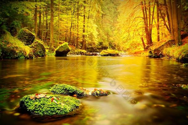 带落叶的巨石。 秋天的山河。 山毛榉、枫树和桦树叶。