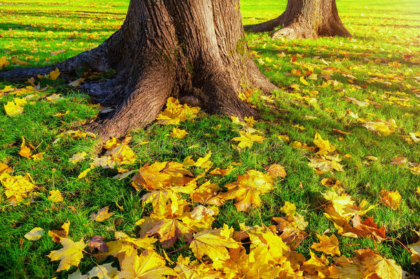 秋叶在秋树下日落-秋公园在阳光下与秋叶在树下