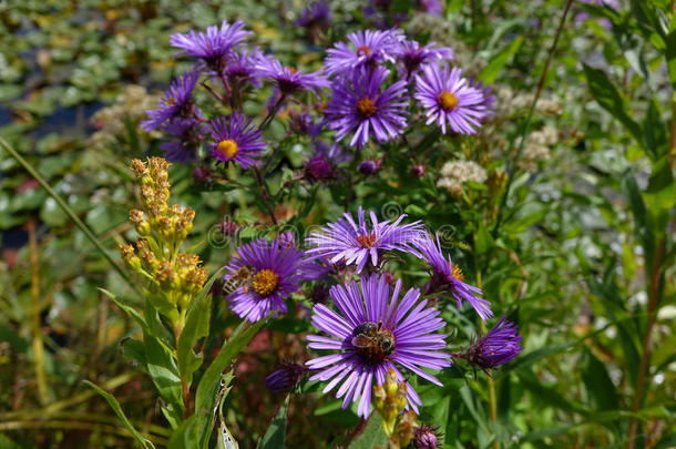美国紫苑秋天美女蜜蜂