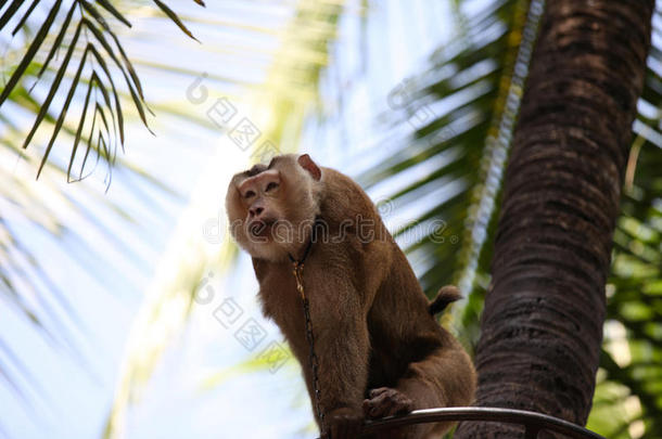 动物猿亚洲模仿动物群