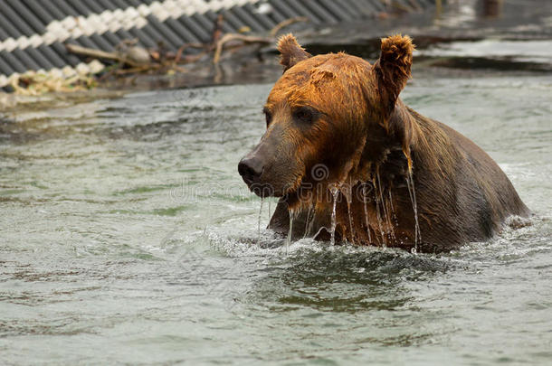 棕色熊在<strong>千岛湖</strong>等待猎物。