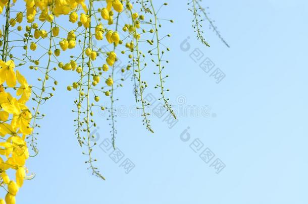 树皮美丽的开花分支卡纳菲斯托拉