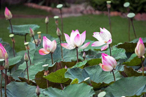 盛开的粉红色莲花