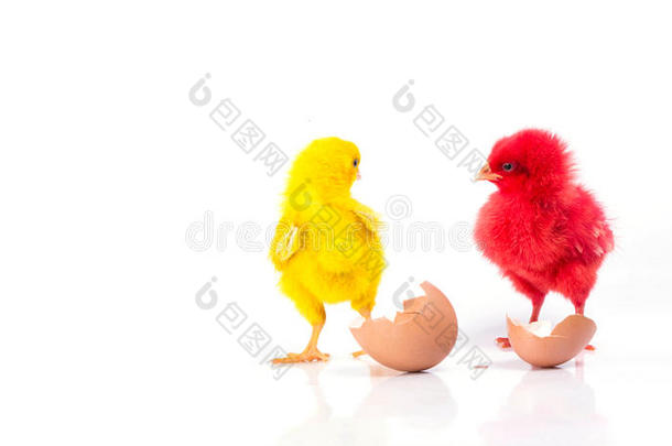 可爱的小黄鸡和红鸡，有裂鸡蛋，气
