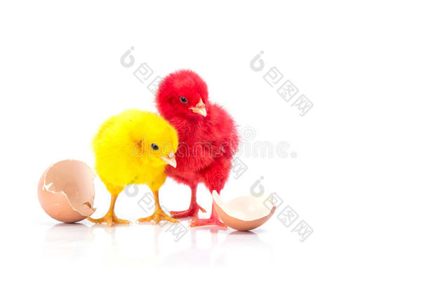 可爱的小黄鸡和红鸡，有裂鸡蛋，气
