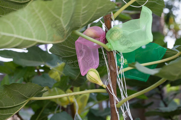 无花果水果包装袋