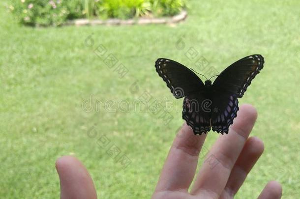 美丽，独特颜色的蝴蝶