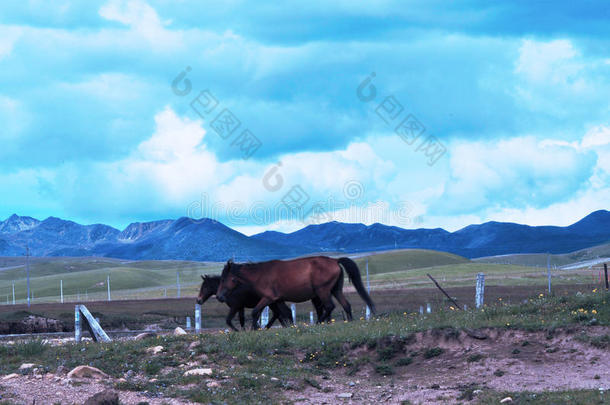 动物驰骋草原马自然