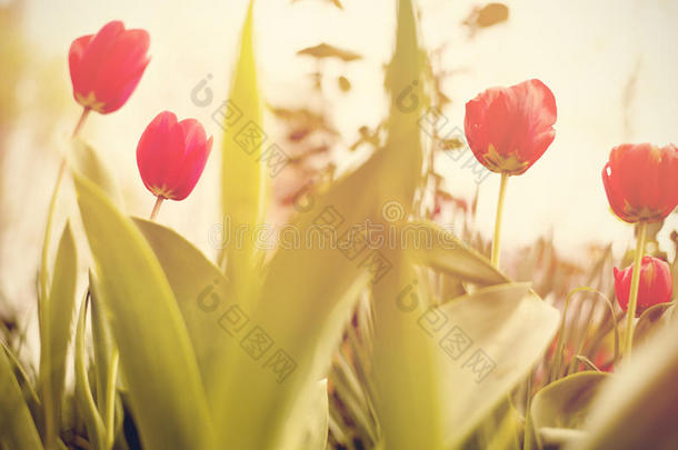 鲜花。 惊人的红色<strong>郁金</strong>香花和绿草背景。 红色<strong>郁金</strong>香花。 可爱的花。 彩色<strong>郁金</strong>香花。 彩色的花