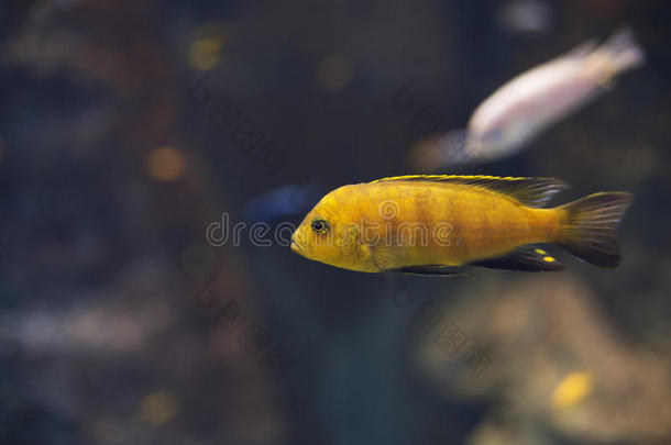 靠近黄色的西克立德唇色鱼