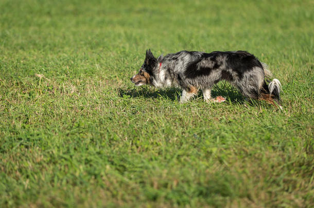 行动动物边境犬科动物牧羊犬