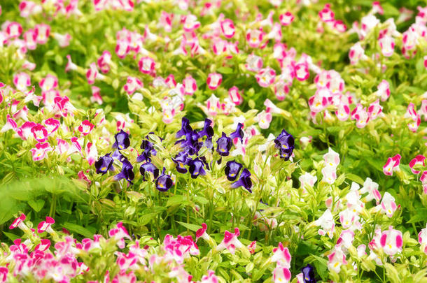 蓝色和粉红色的蝴蝶花开花