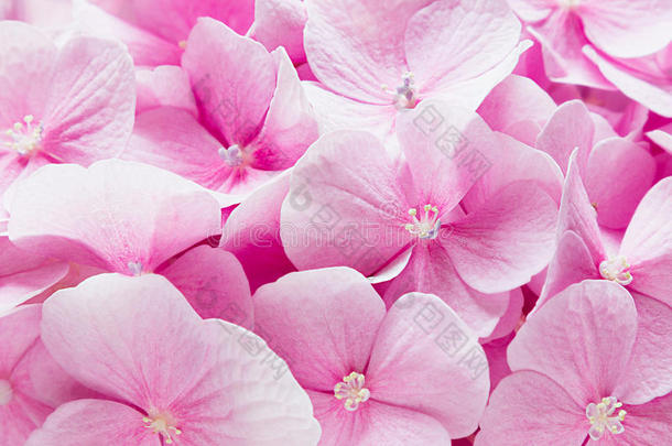 开花绣球花-粉红色的花图案。