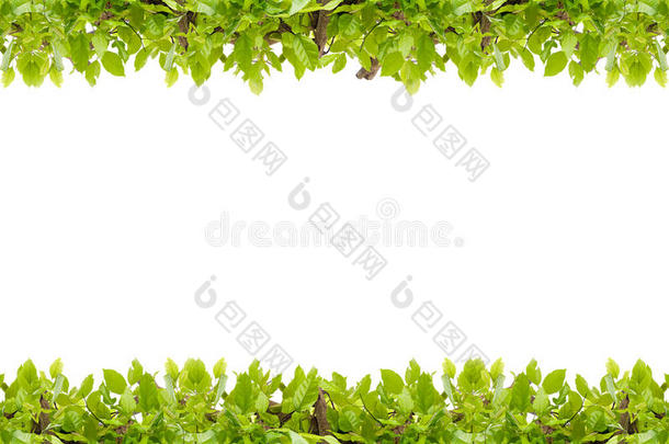 美丽的绿叶框架在白色的背景上，抽象的背景为春夏风景背景。