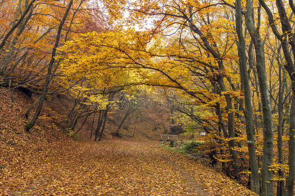 令人惊叹的秋季景观山美食小径，维托沙山，保加利亚