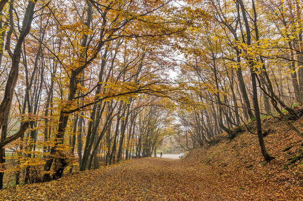 惊人的秋季全景山美食小径，维托沙山，保加利亚
