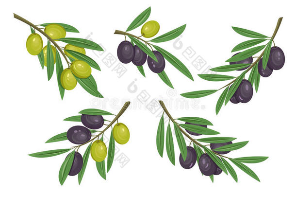 农业橄榄枝与成熟和生浆果与斑点。 水果食品在TEM标志或有机食品徽章上。 可能会被使用