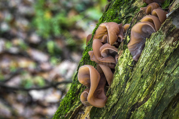 食用蘑菇黑木耳-玉树