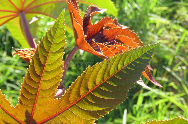 蓖麻油植物叶片