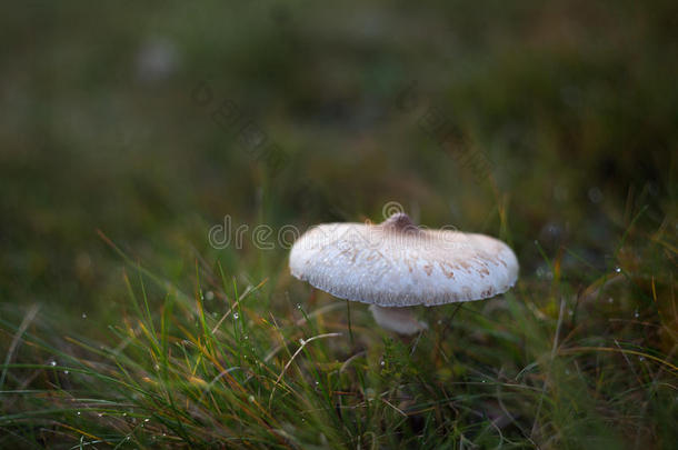 食用蘑菇