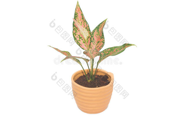 <strong>花盆</strong>中的DieffenbachieLatDieffenbachia<strong>绿色植物</strong>