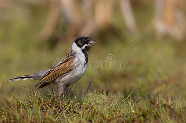 reed bunting-Emberza schoeniclus酒店