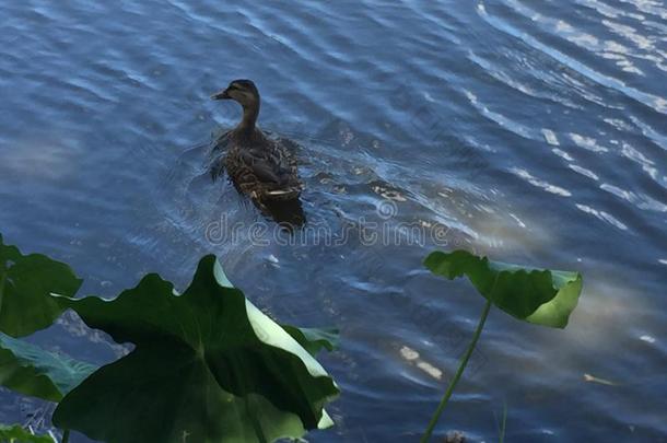 白天鸭子在池塘里游泳